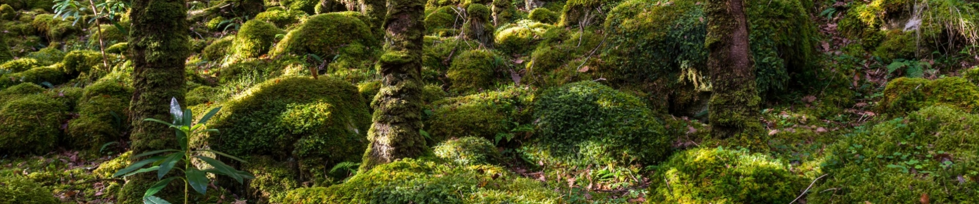 Forêt irlandaise