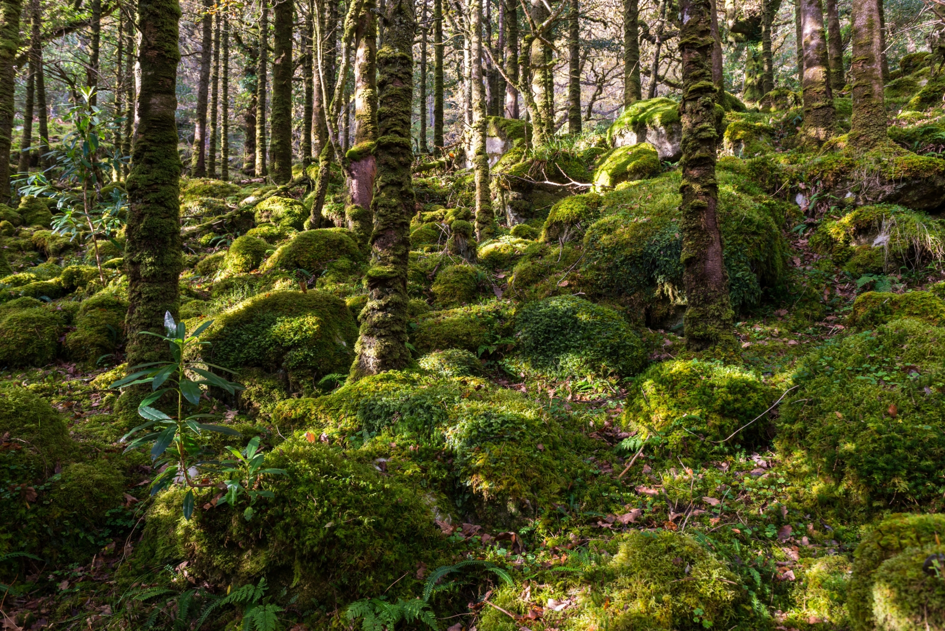 Forêt irlandaise