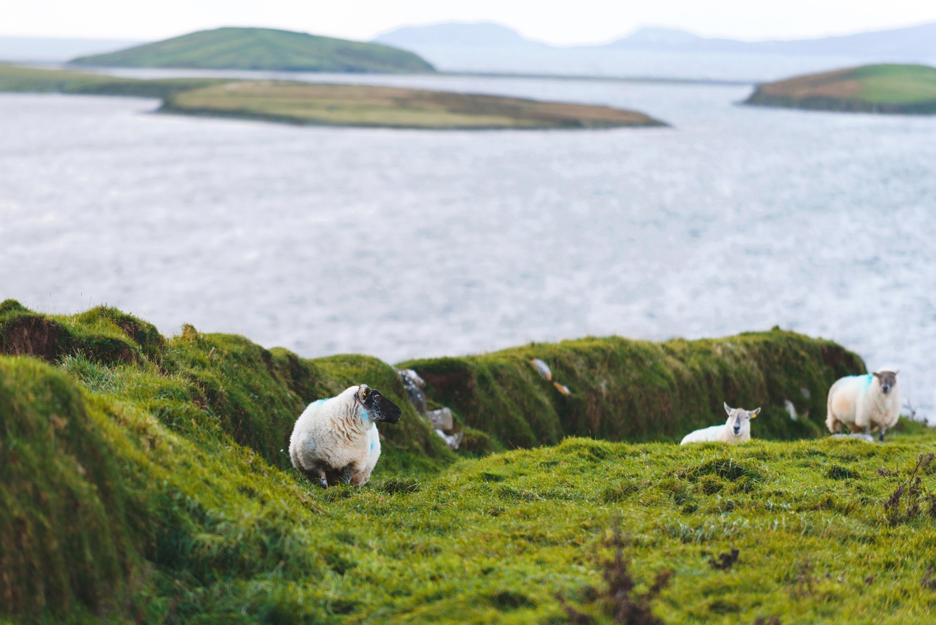 Paysages irlandais