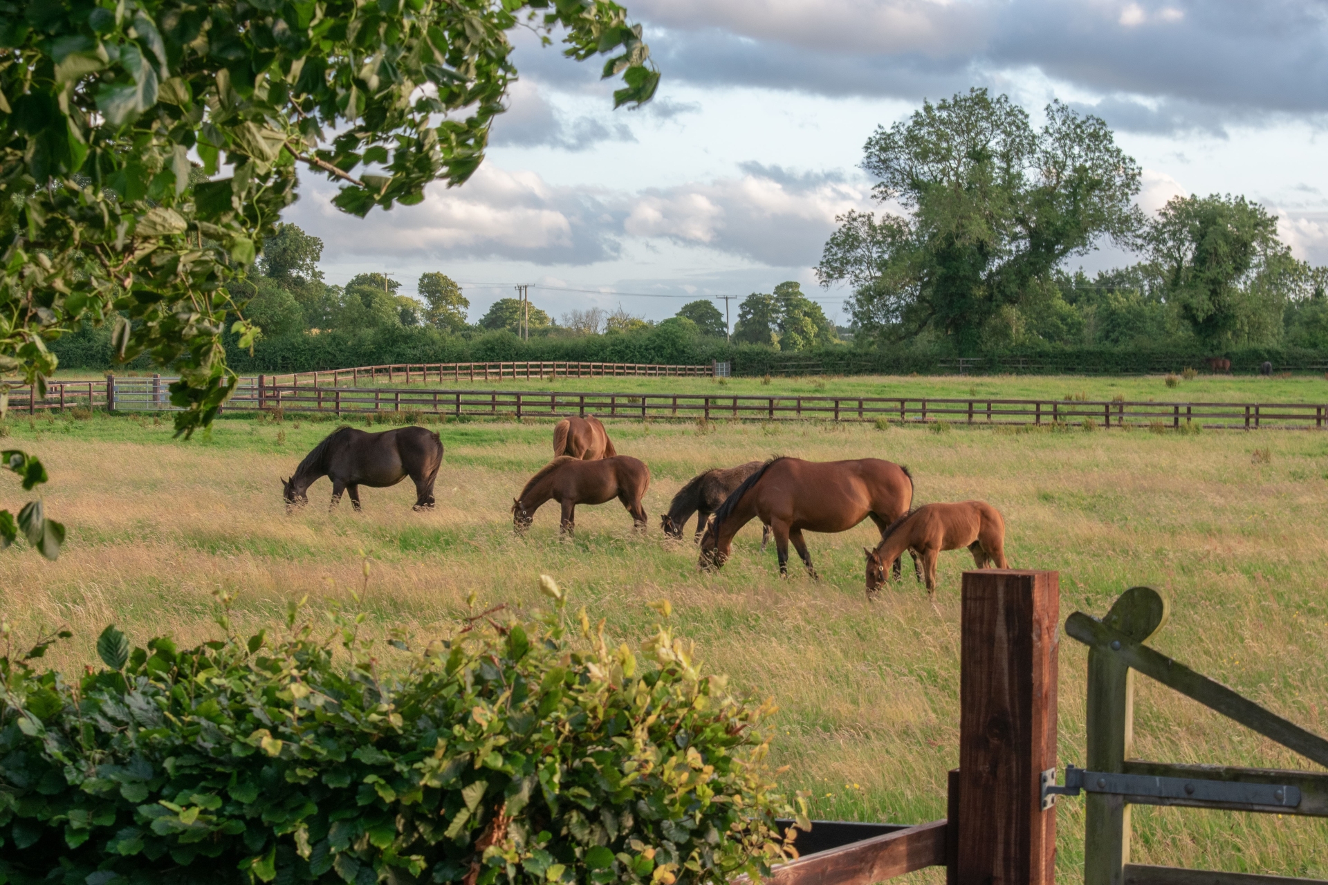 Chevaux en Irlande