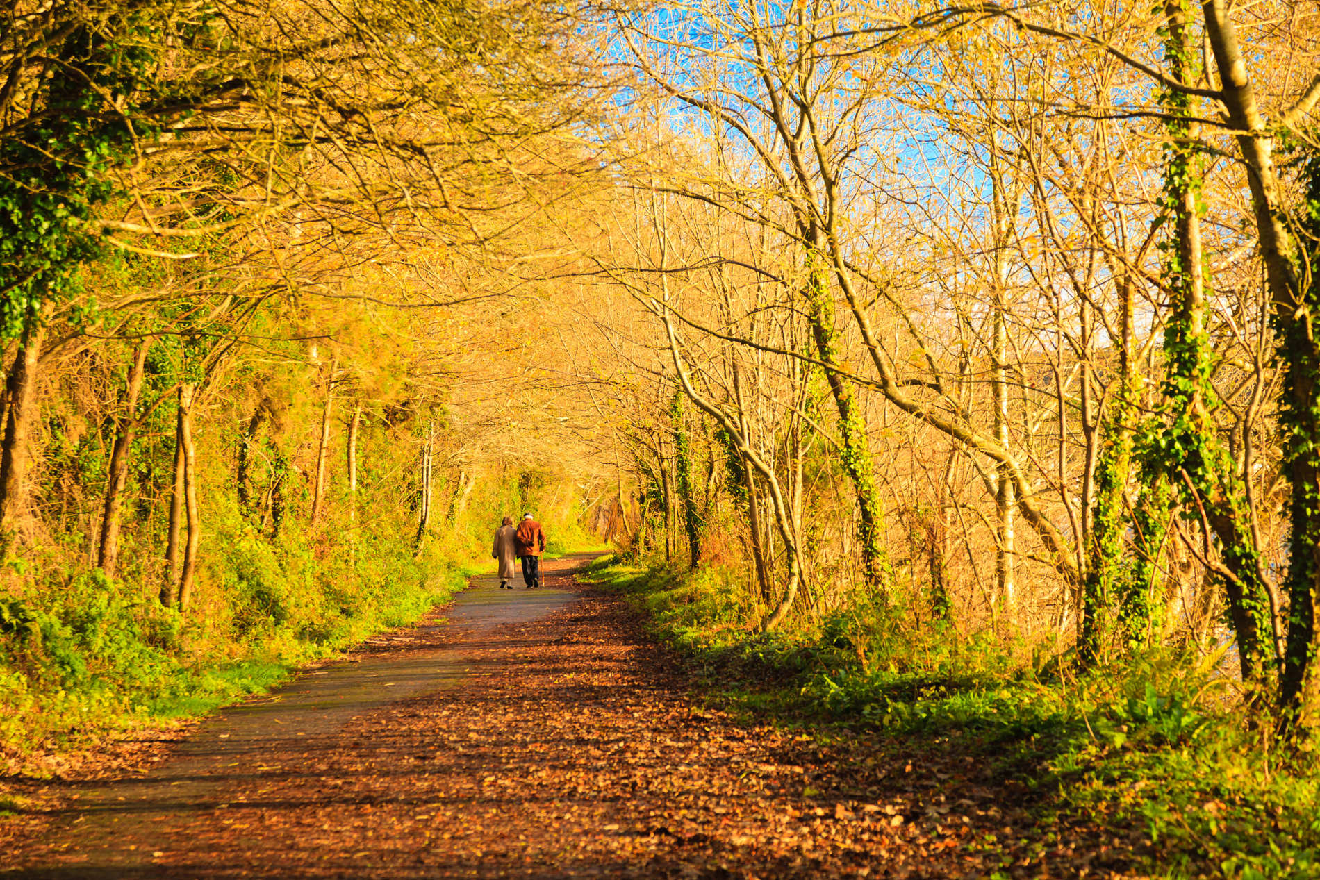 Couple marchant dans les sous-bois, Cork, Irlande
