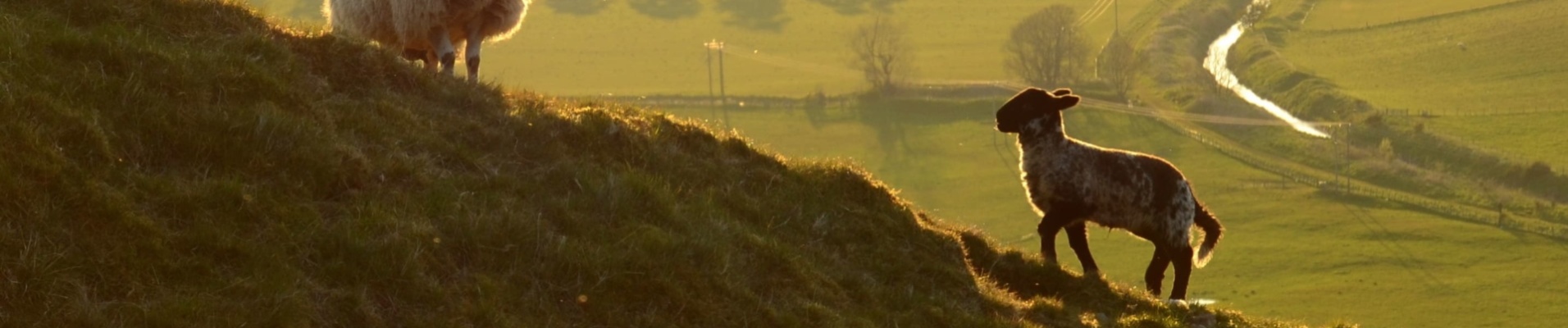 Famille de moutons, Irlande