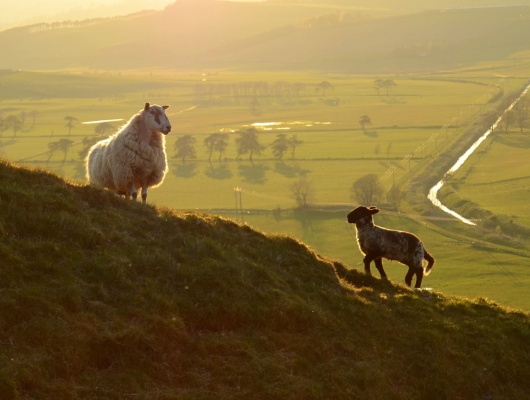 Famille de moutons, Irlande