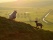 Famille de moutons, Irlande