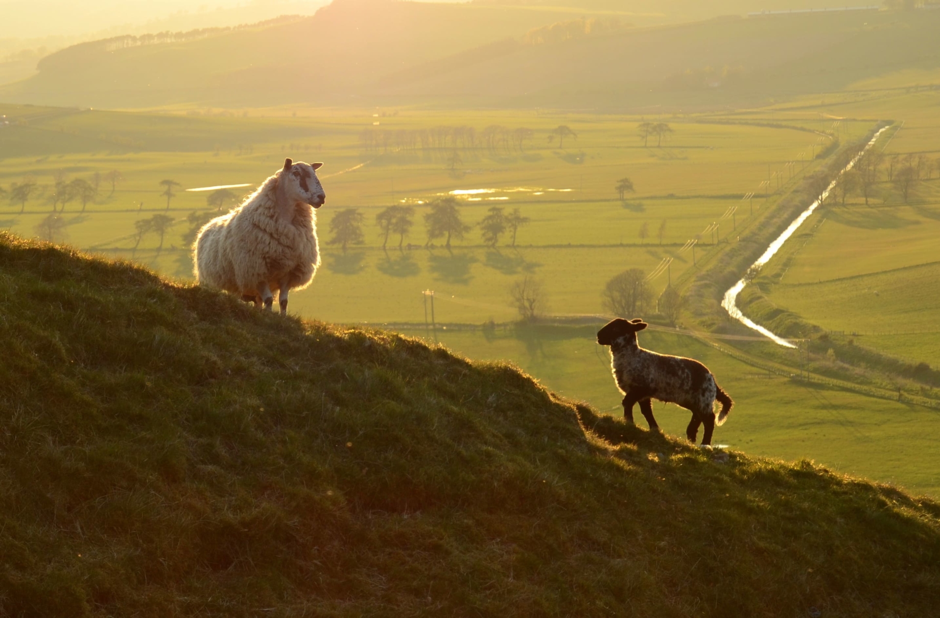 Famille de moutons, Irlande