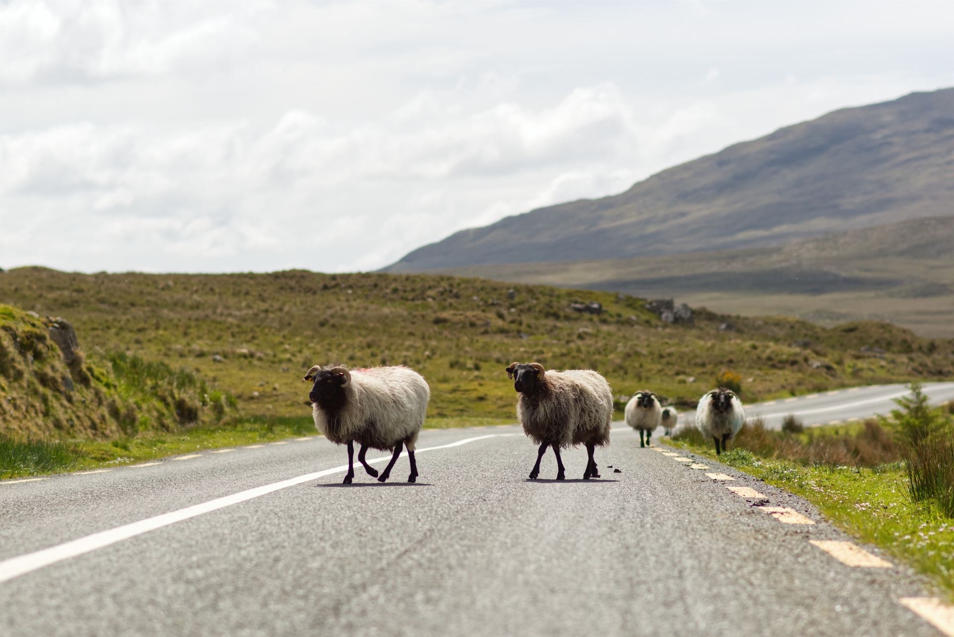 Moutons dans le Connemara