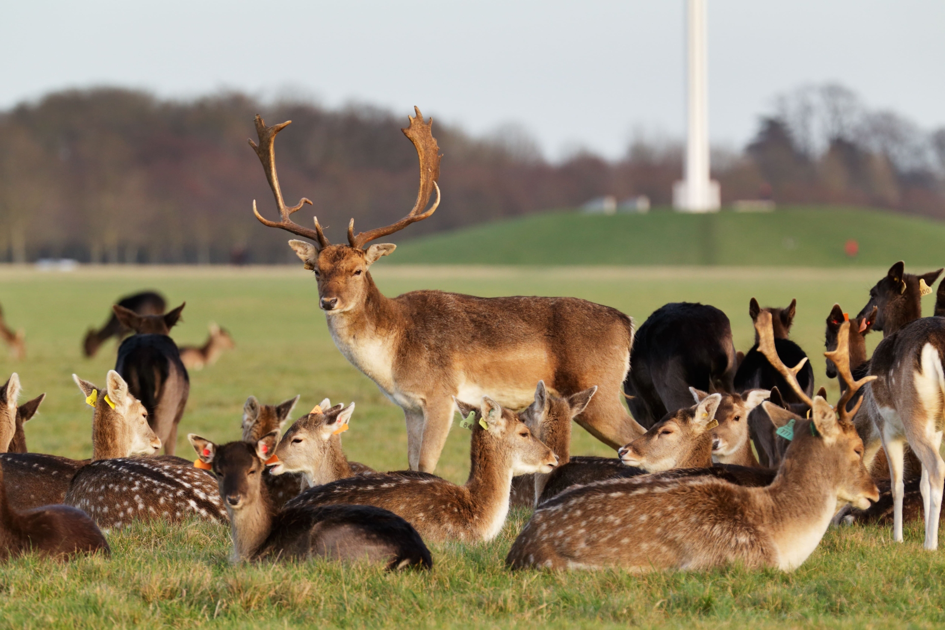 cerf-phoenix-park-dublin-irlande-adobe