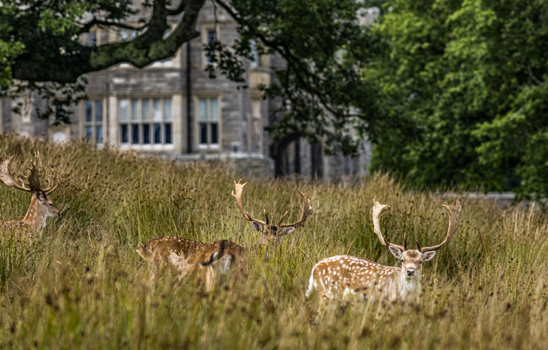 cerfs-crom-fermanagh-irlande-nord-adobe