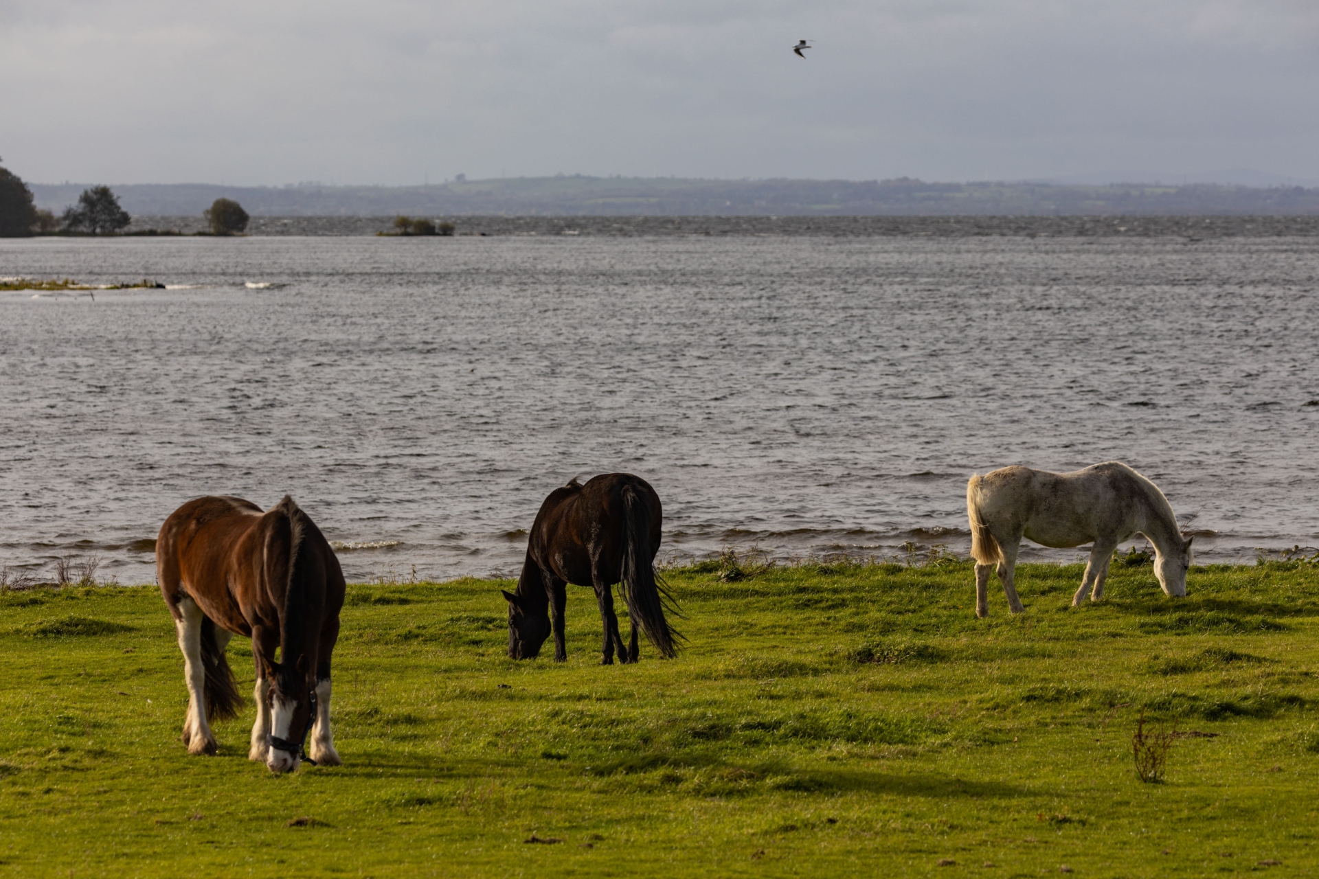 Antrim, Irlande du Nord