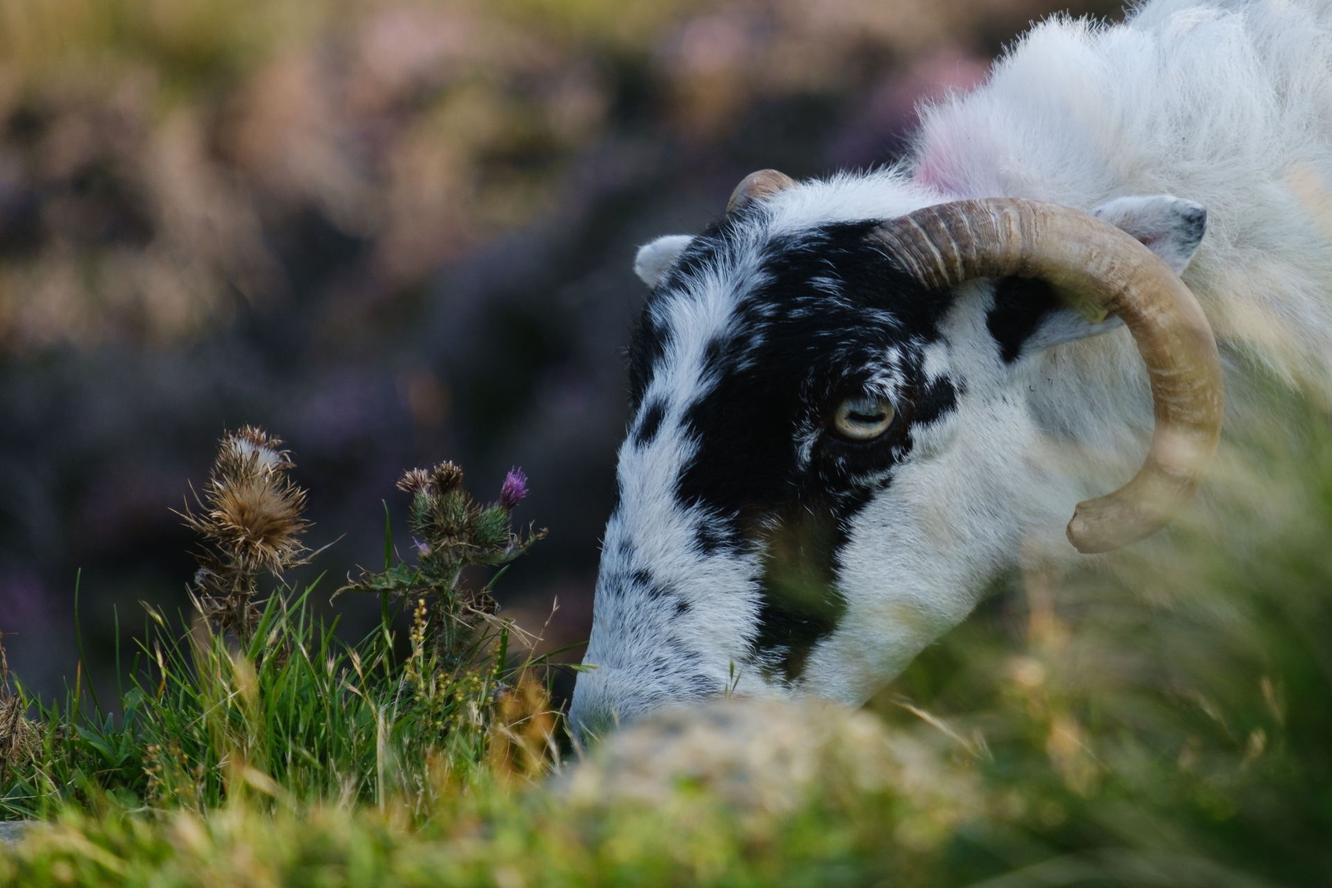 mouton-slieve-league-cliff-irlande-adobe