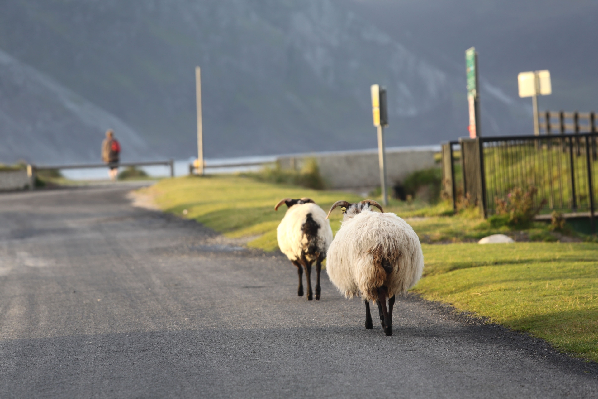 Moutons, Achill