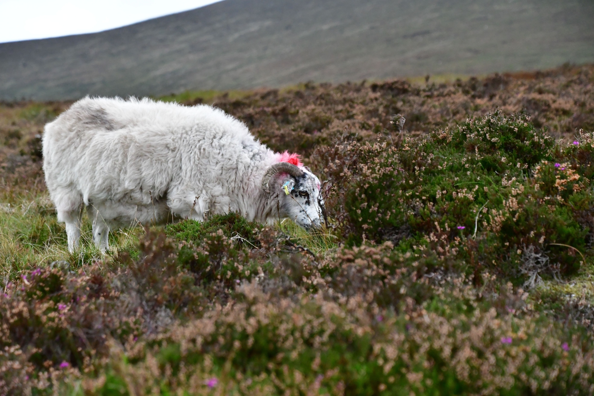Moutons à Galty