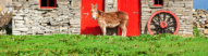 Âne devant une ferme