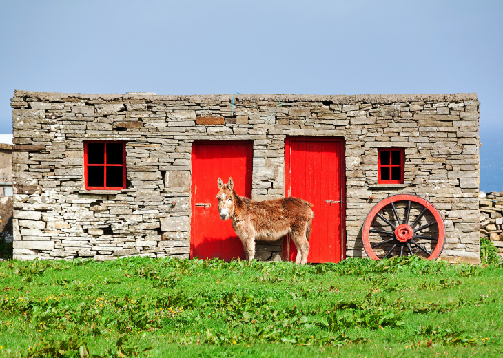 Âne devant une ferme