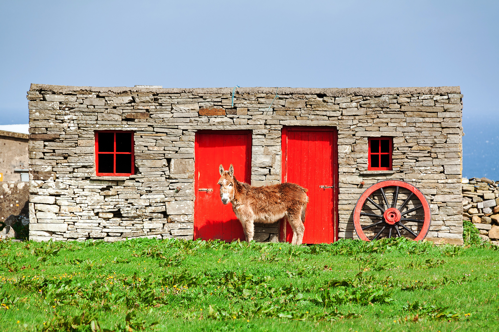 Âne devant une ferme