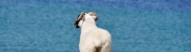 Mouton dans la baie de Mannin