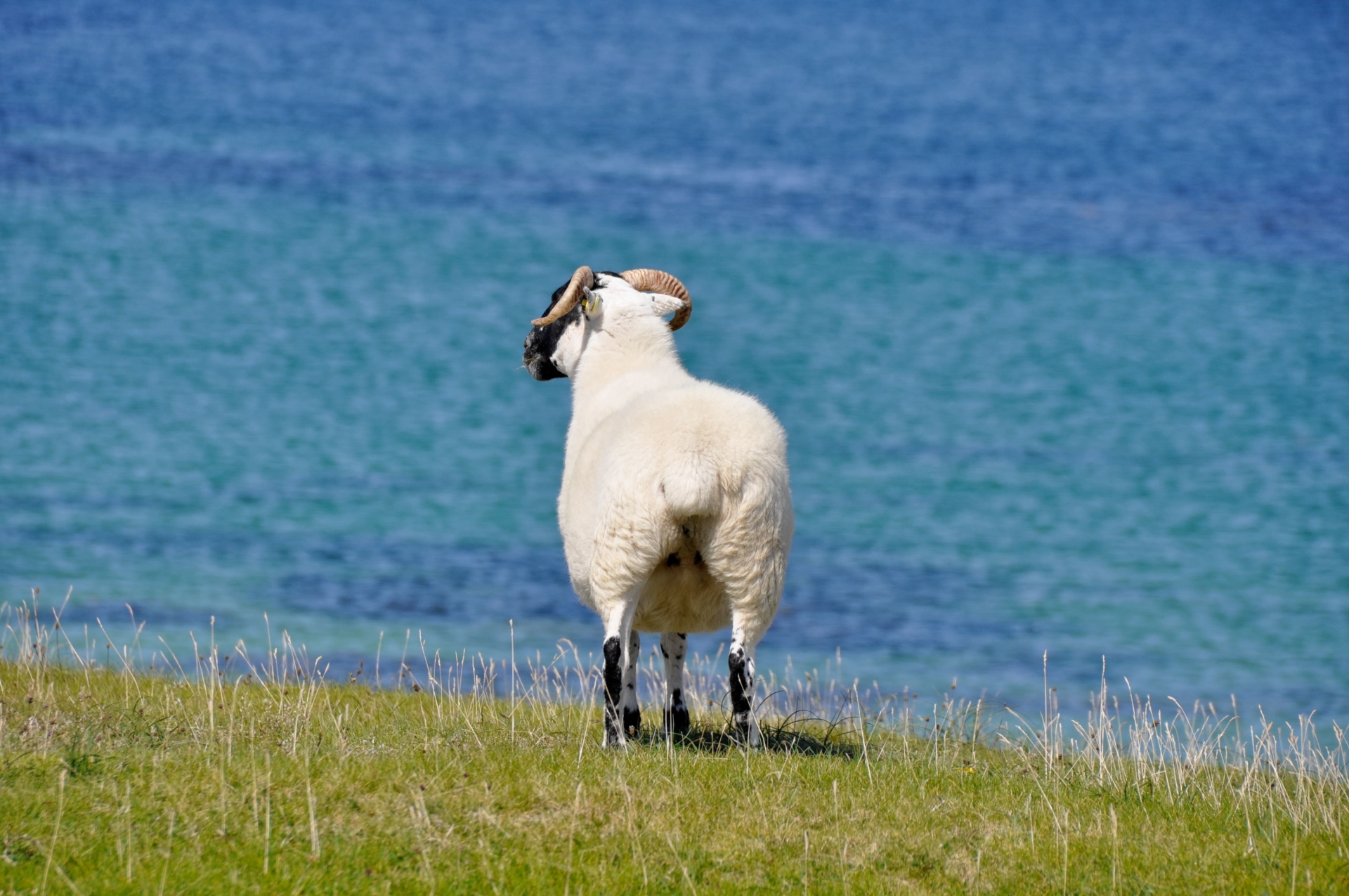 Mouton dans la baie de Mannin