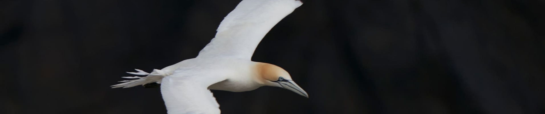 Oiseau Irlande