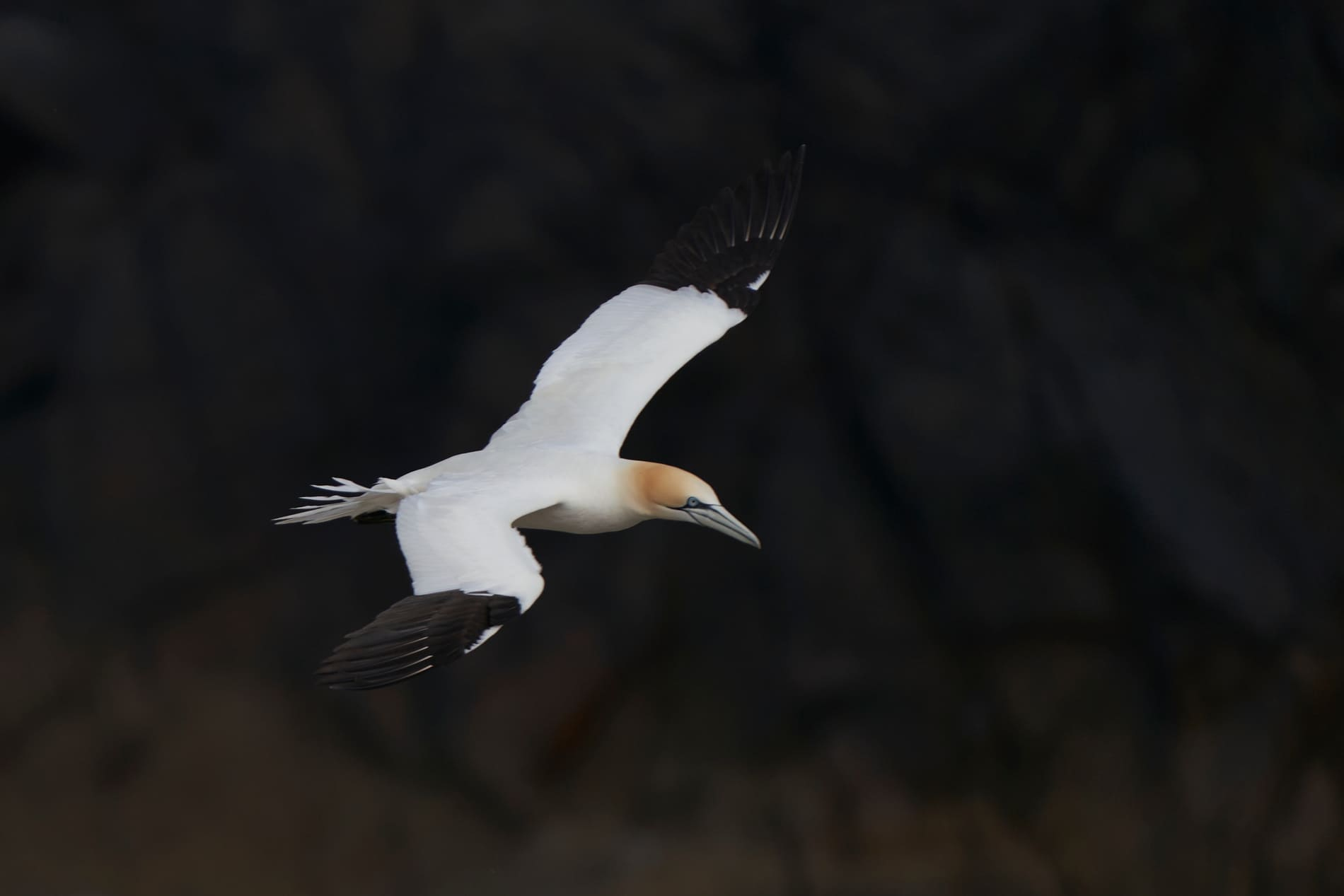 Oiseau Irlande