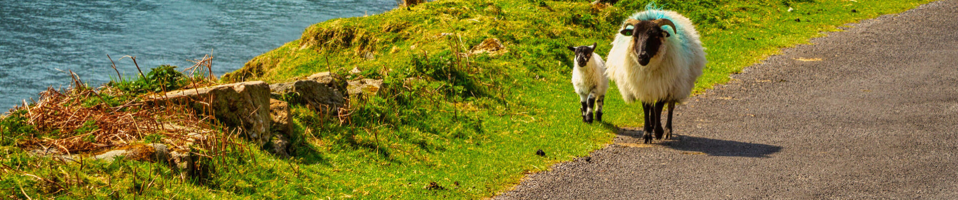moutons-county-mayo-irlande