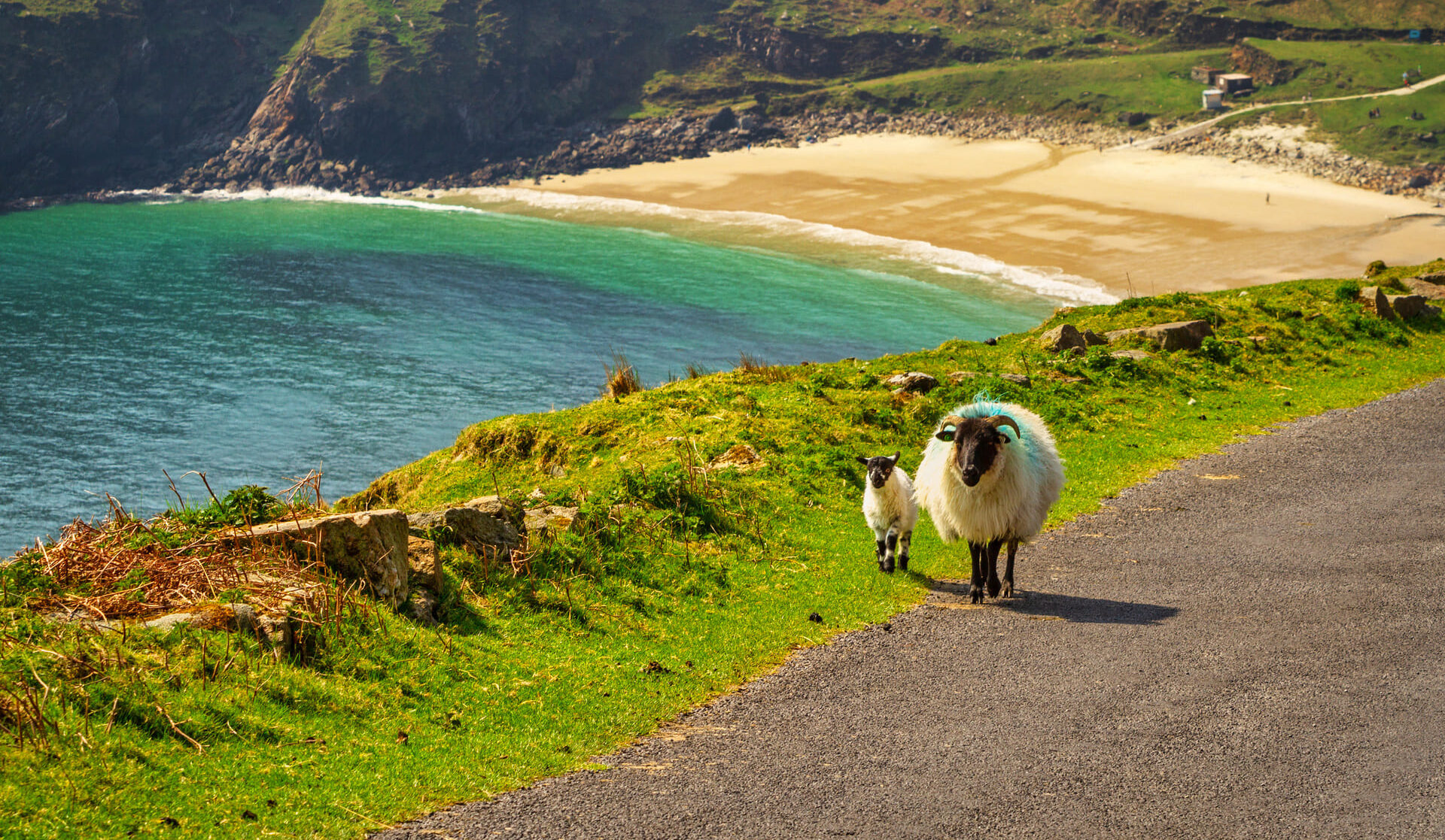 moutons-county-mayo-irlande