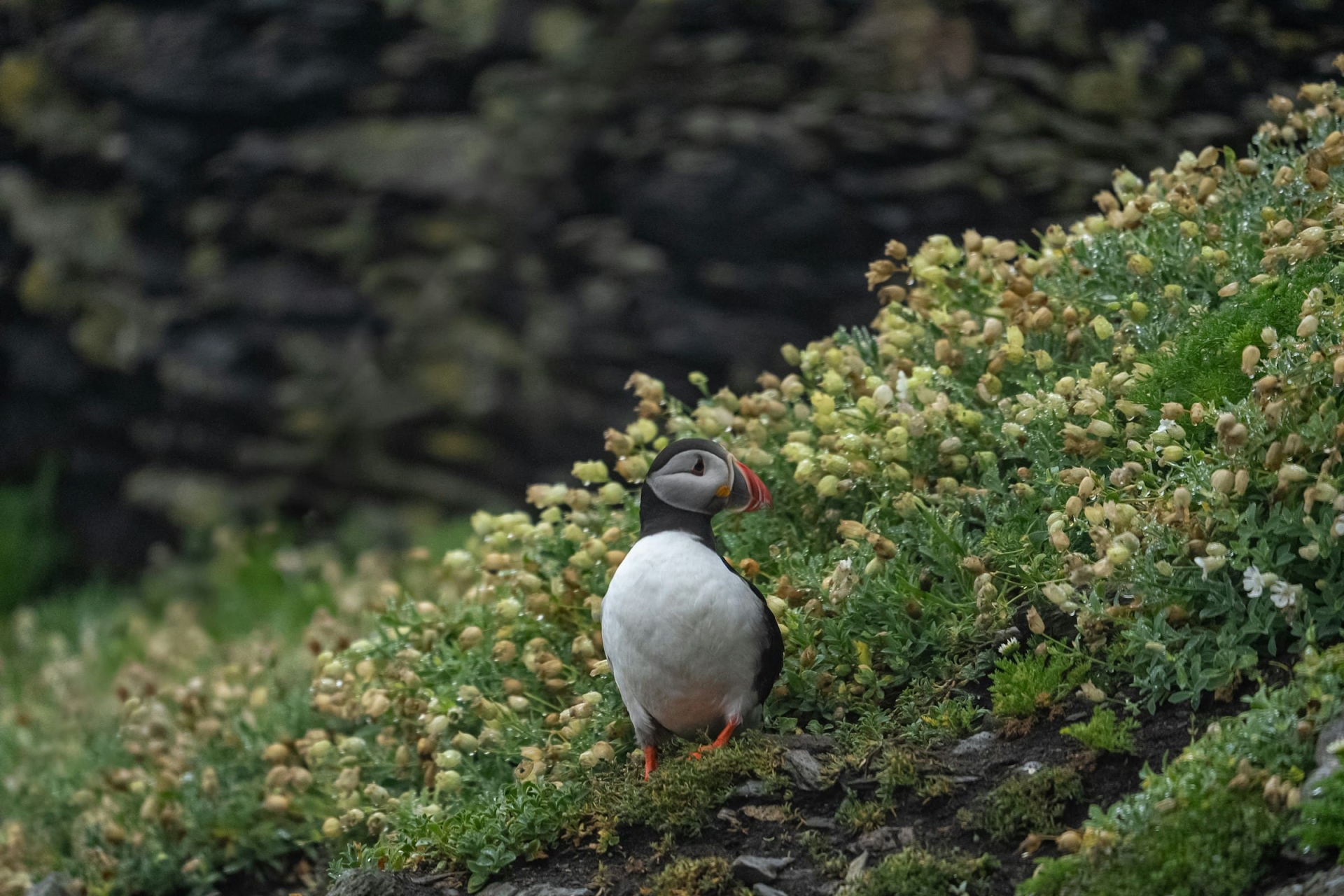 Voyage en famille Irlande